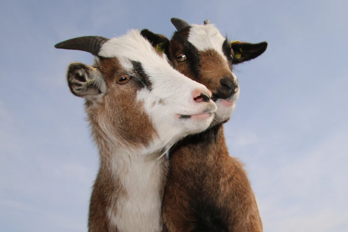 Campingplatz: Pippi und Lotta - Camping & Ostseeferienpark Walkyrien